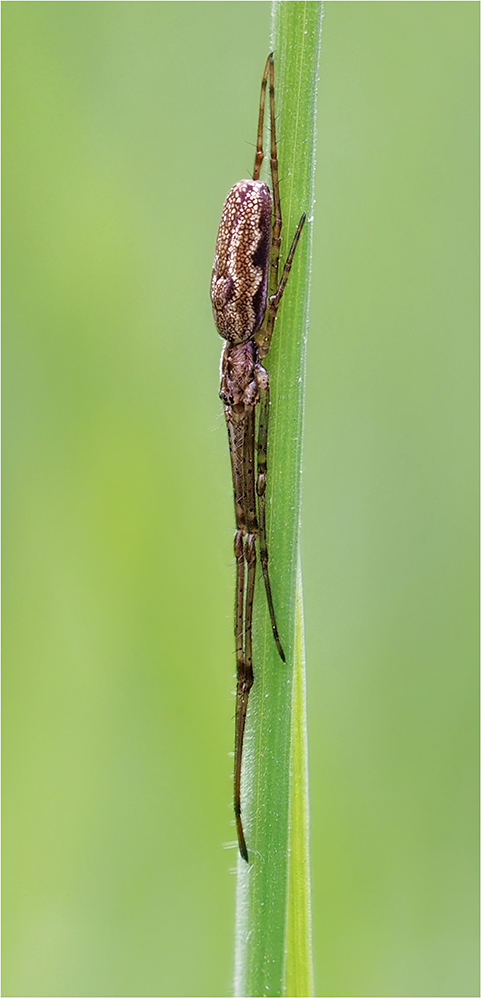 Streckerspinne (Tetragnatha extensa)