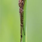 Streckerspinne (Tetragnatha extensa)