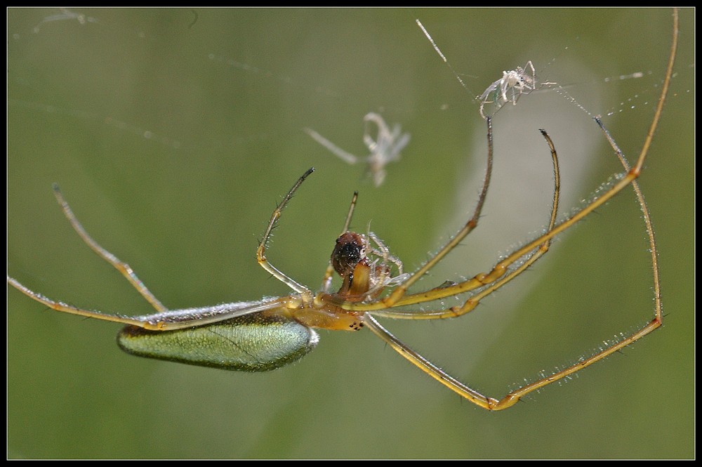 Streckerspinne (Tetragnatha extensa)