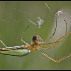 Streckerspinne (Tetragnatha extensa)