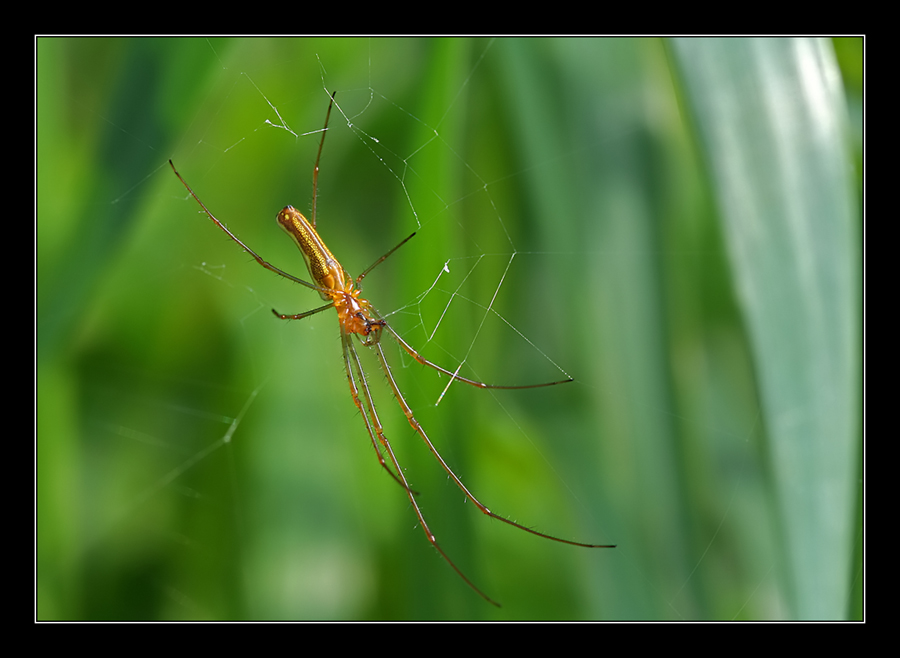 Streckerspinne (Tetragnatha extensa)