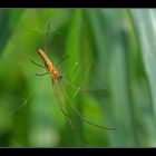 Streckerspinne (Tetragnatha extensa)