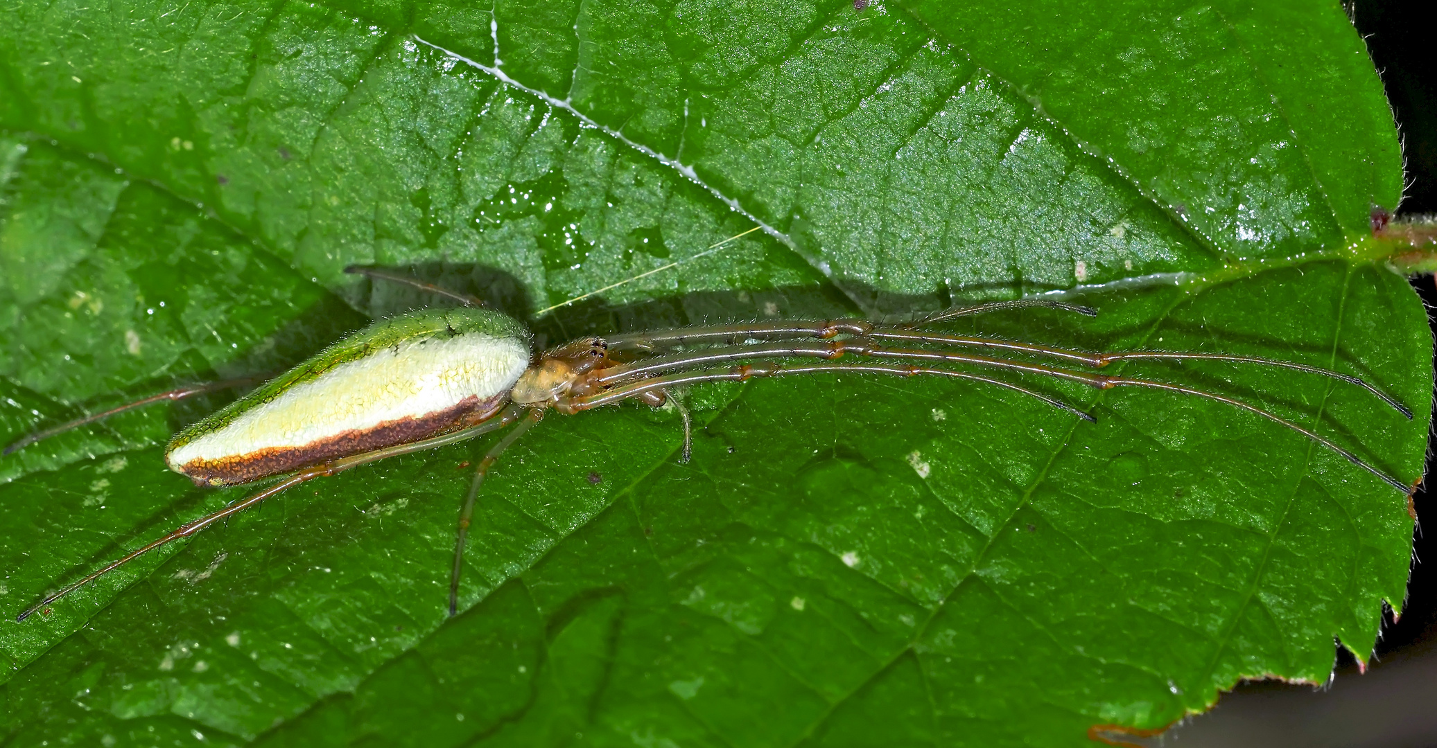 Streckerspinne (Tetragnatha extensa) - Tétragnathe allongée - Common long-jawed orb-weaver.