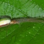 Streckerspinne (Tetragnatha extensa) - Tétragnathe allongée - Common long-jawed orb-weaver.