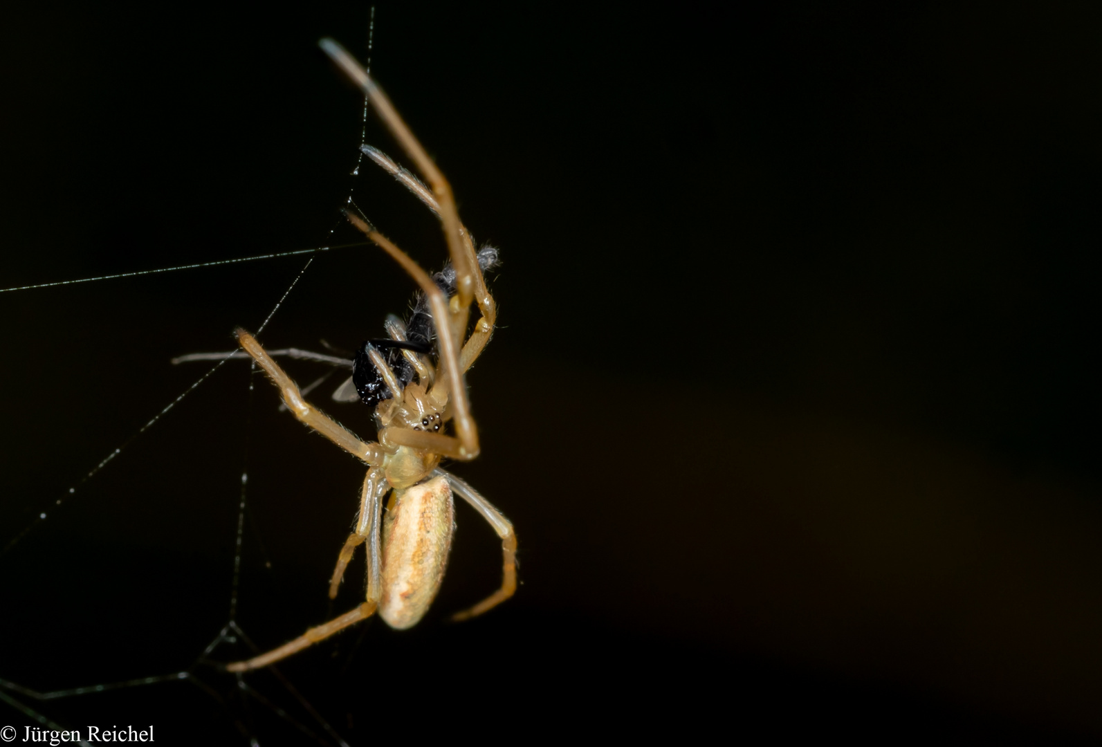 Streckerspinne ( Tetragnatha indet.)