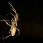 Streckerspinne ( Tetragnatha indet.)