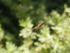 Streckerspinne (Tetragnatha sp.) von unten - Auf der Lauer