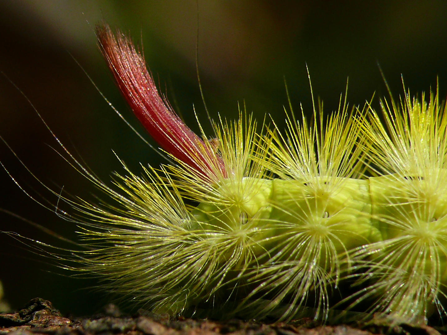 Streckfuß - Dasychira Pudibunda - Raupe - HARZ