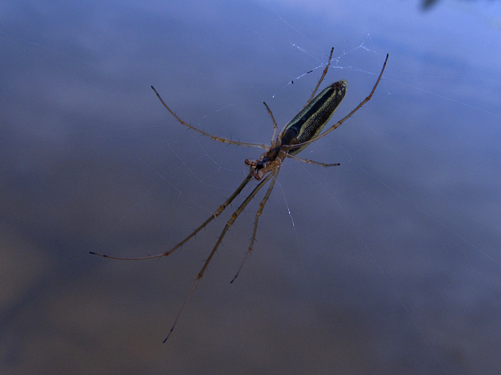 Streckspinne