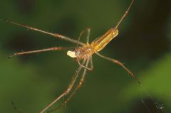 Streckspinne