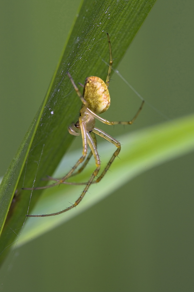 Streckspinne?