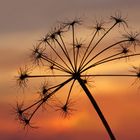 Streckübung am Abend