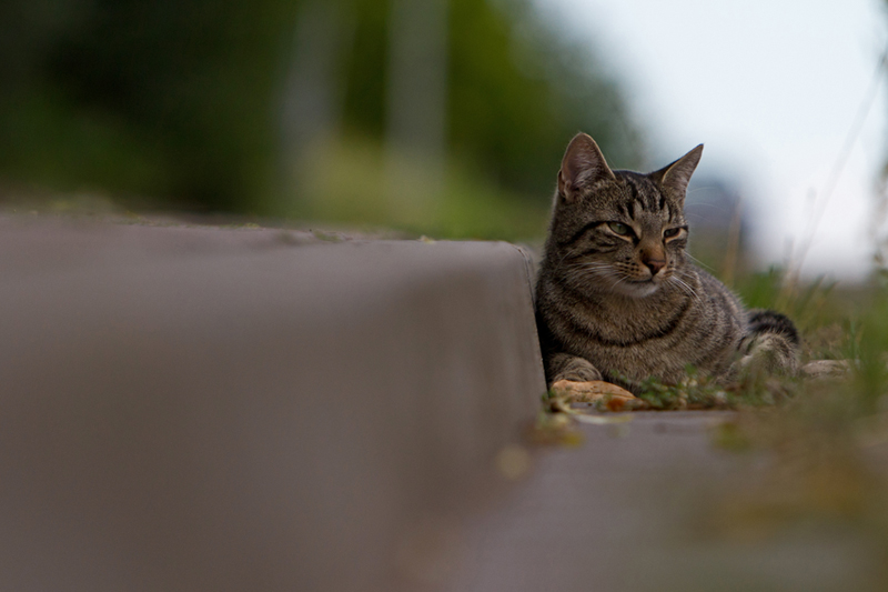 street boy