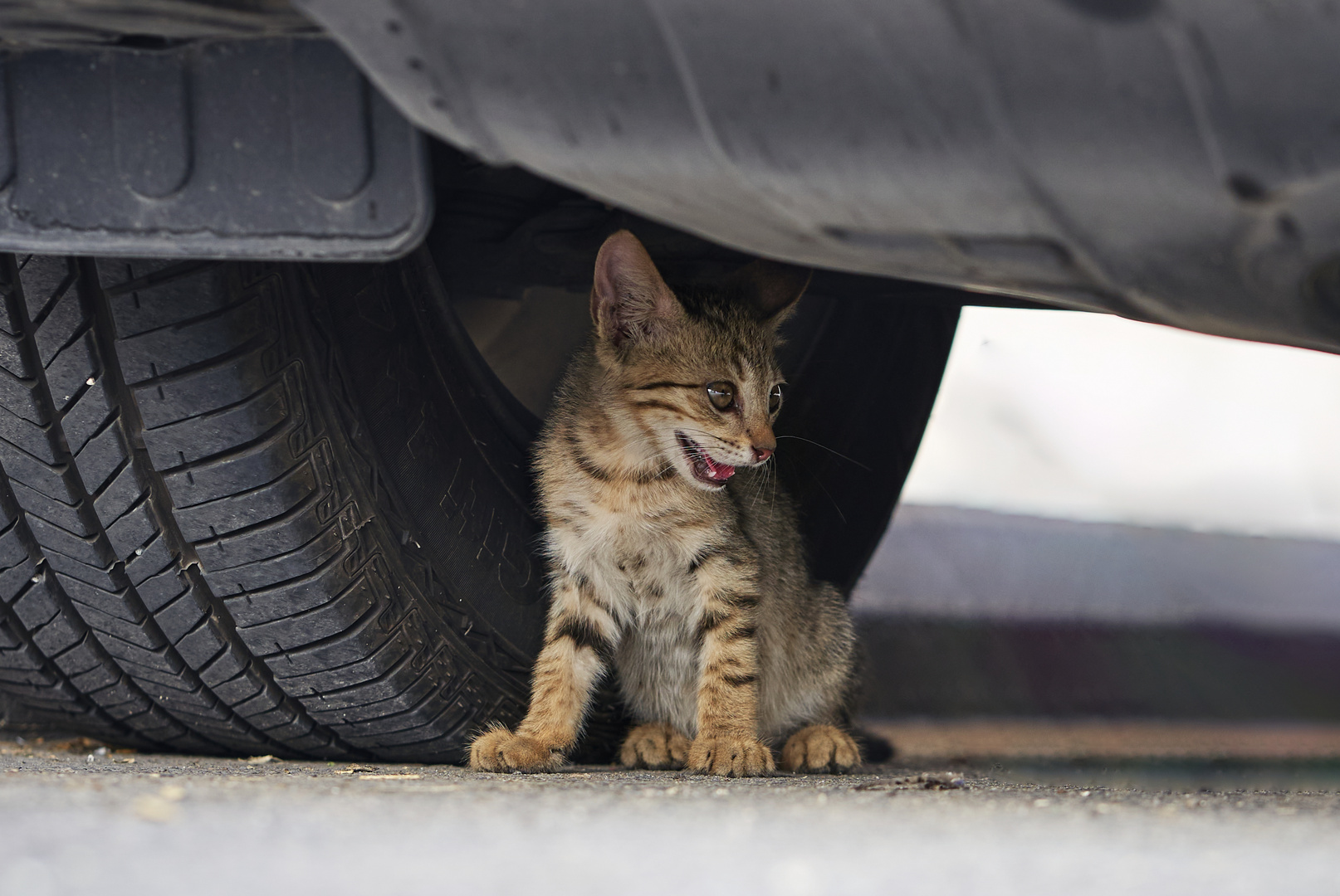 Street Cat 