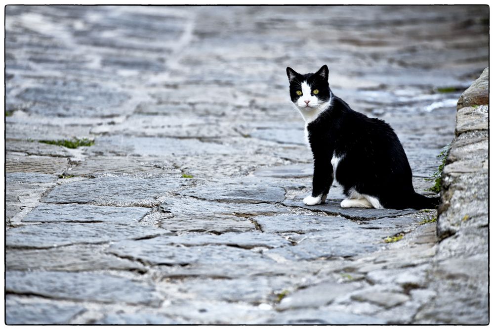 street-cat