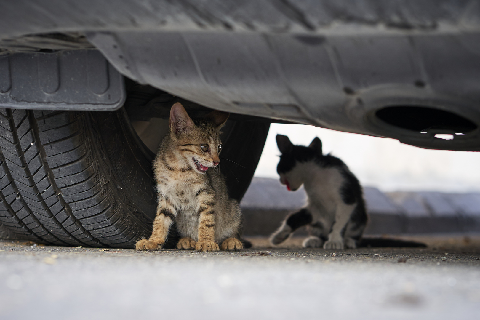 Street Cat 