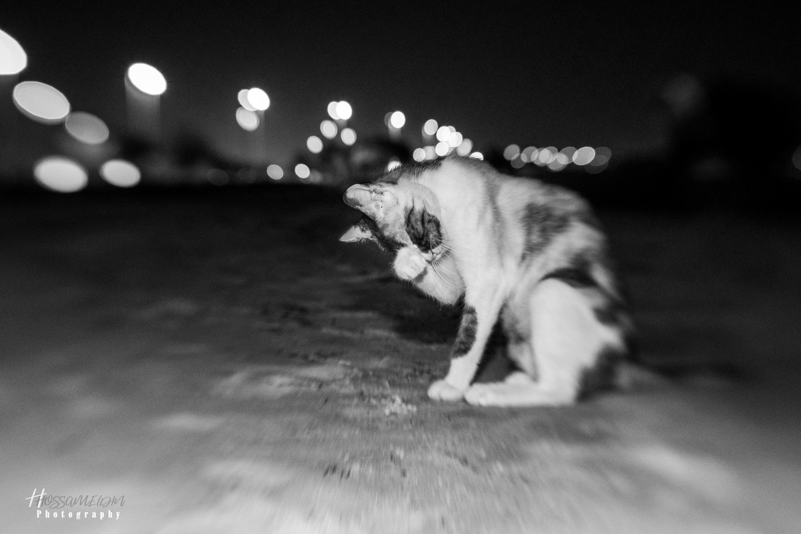 Street Cat 