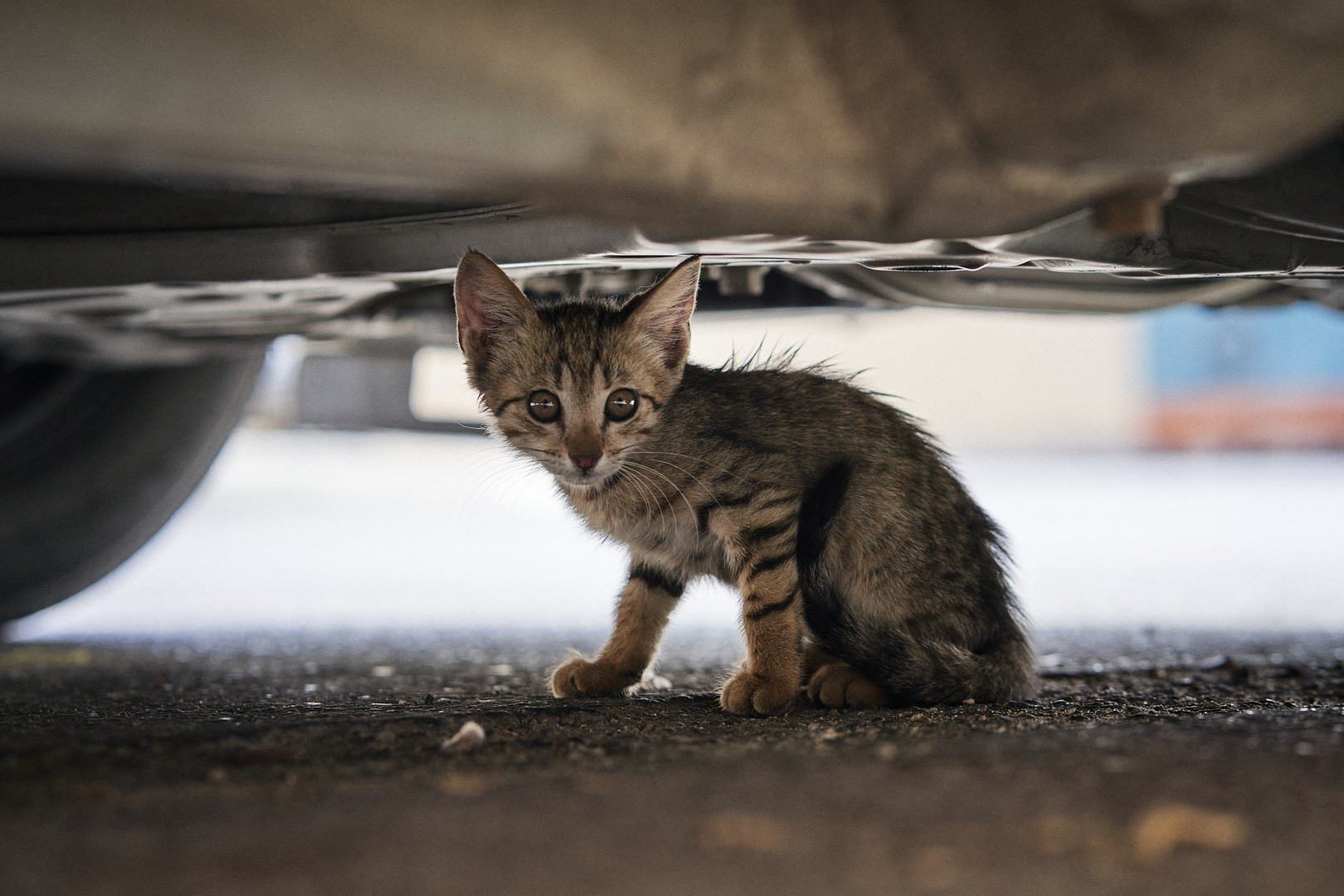 Street Cat 