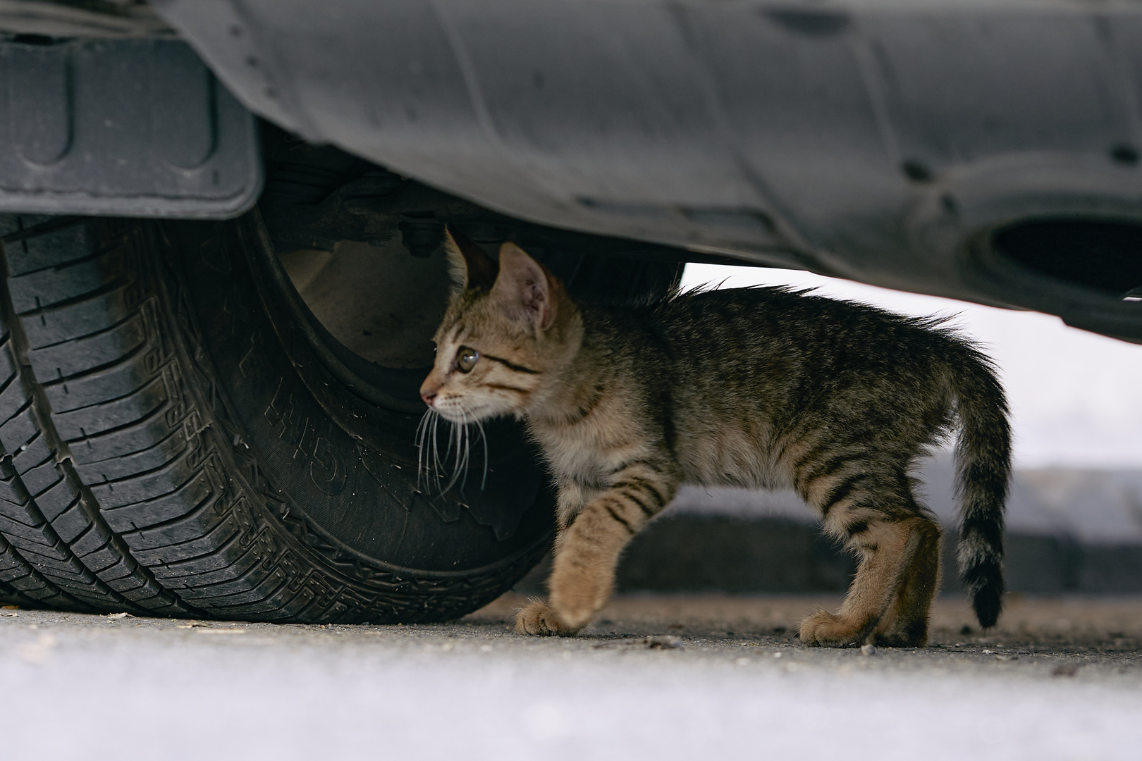 Street Cat 