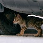 Street Cat 