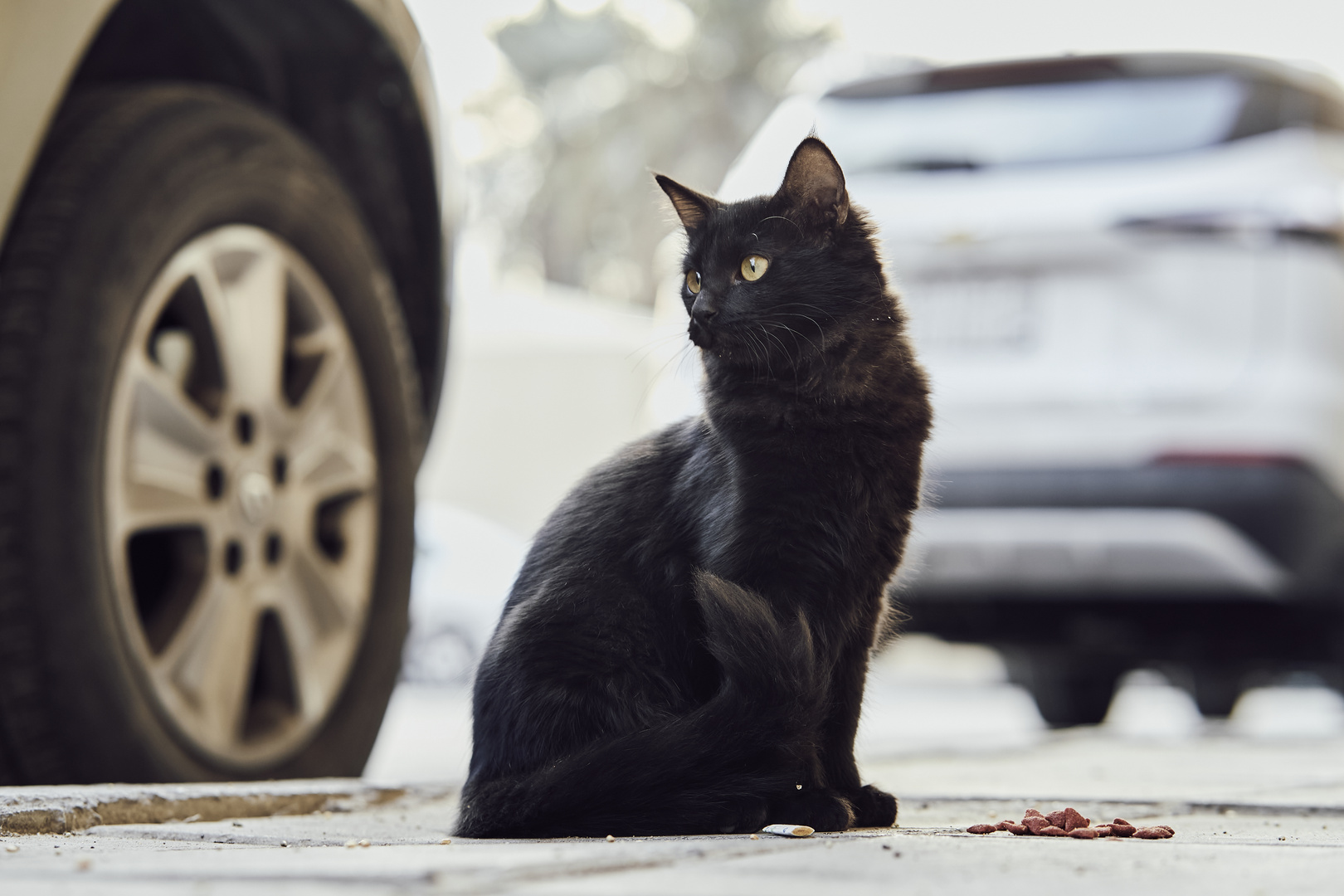 Street Cat