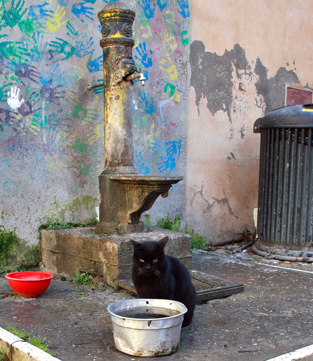 Street cat