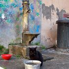 Street cat