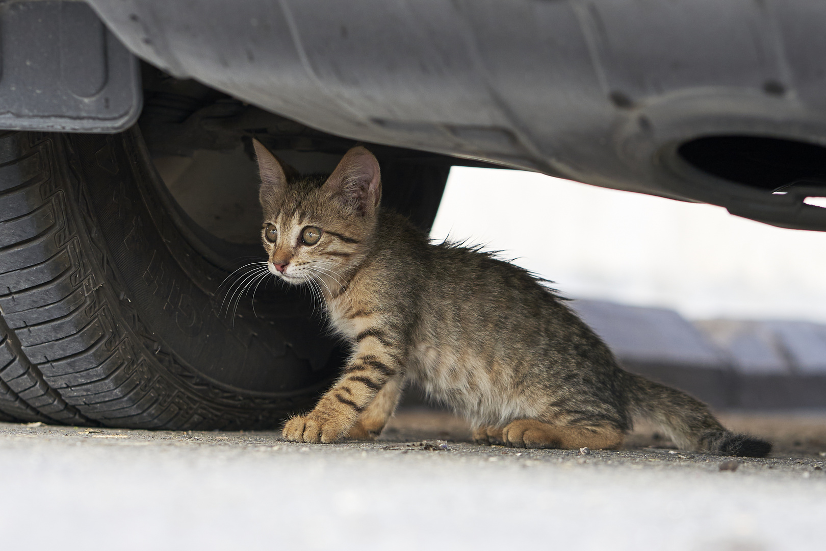 Street Cat 