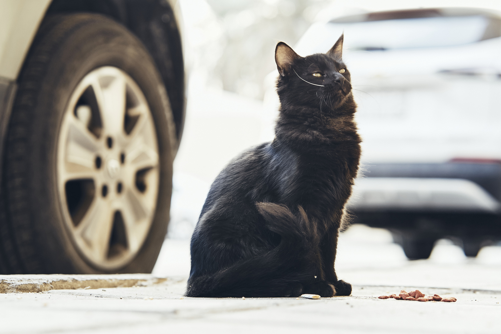 Street Cat