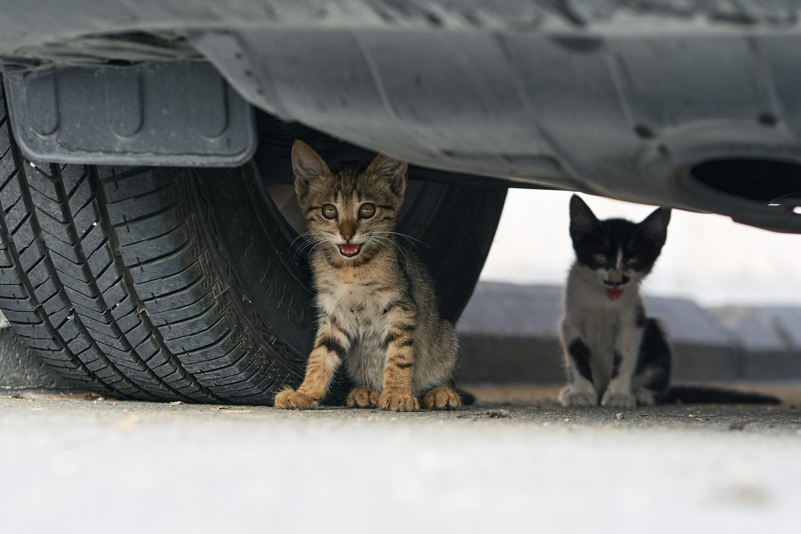 Street Cat 