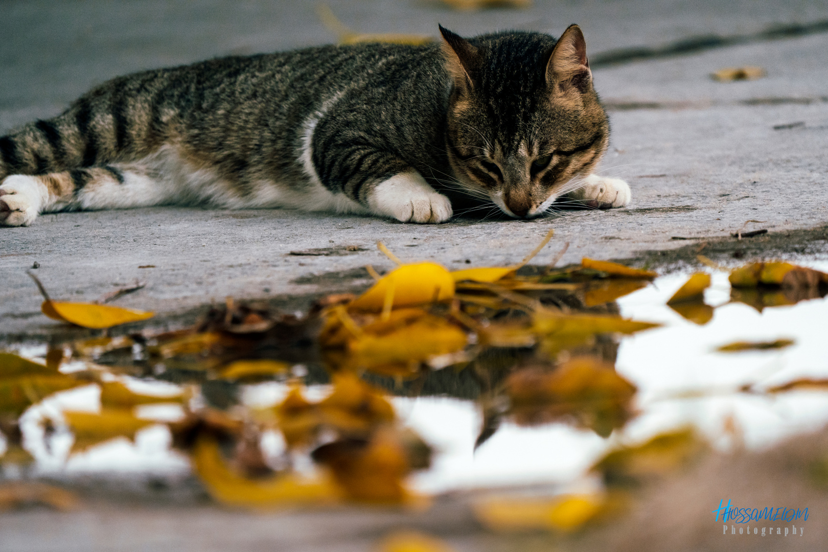 Street Cat 