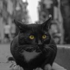 street cat