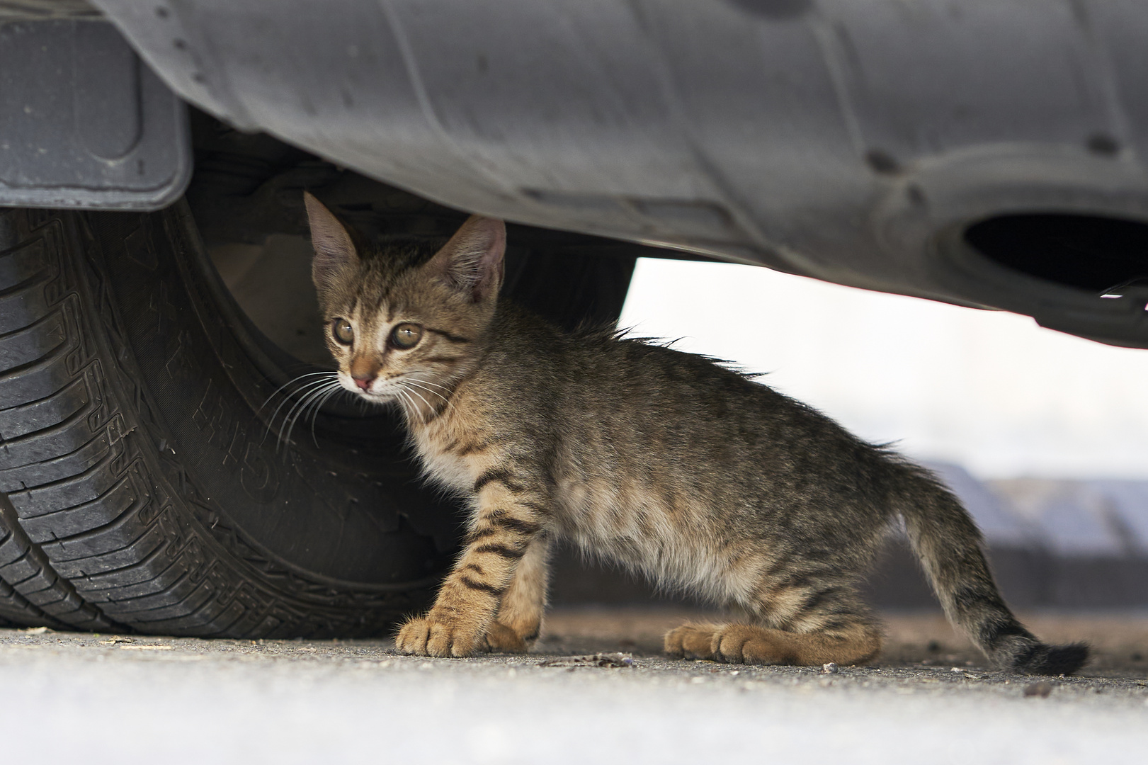 Street Cat 