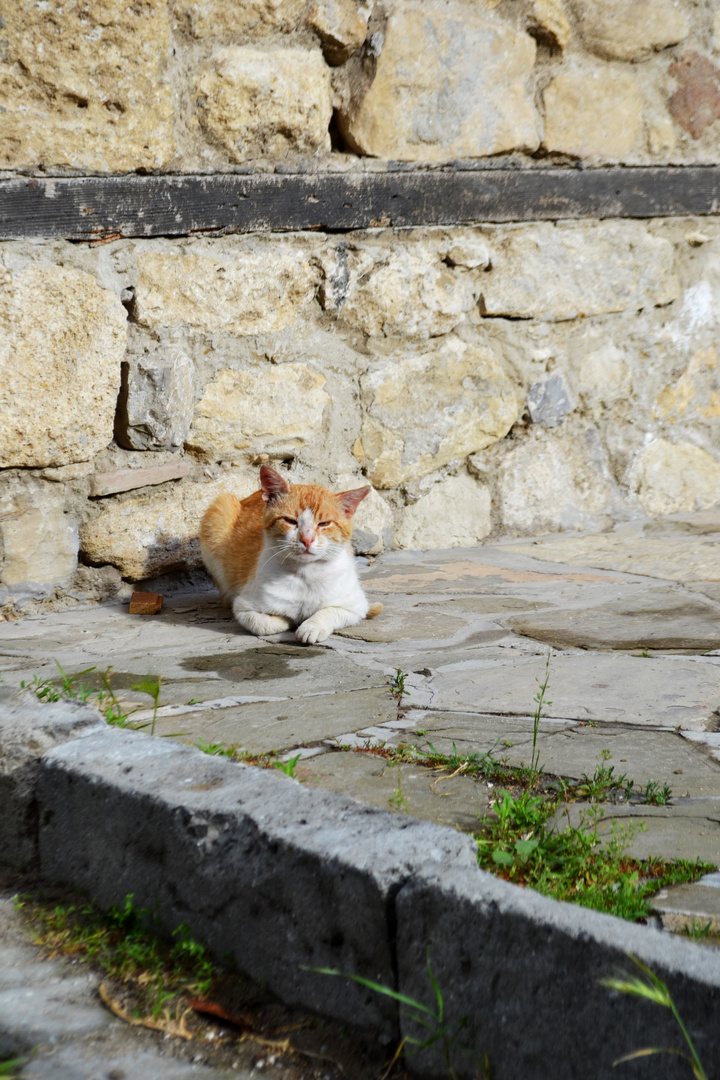 Street Cat