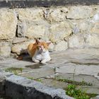 Street Cat