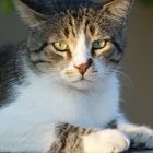 Street cat lying on a car