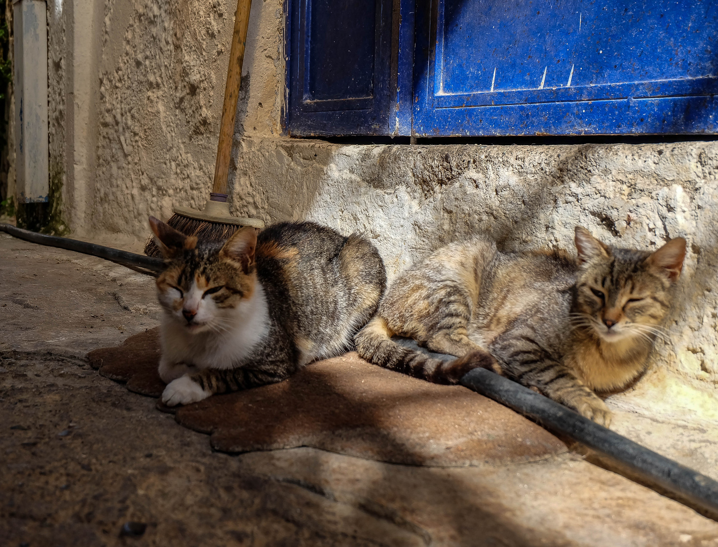 Street Cats 