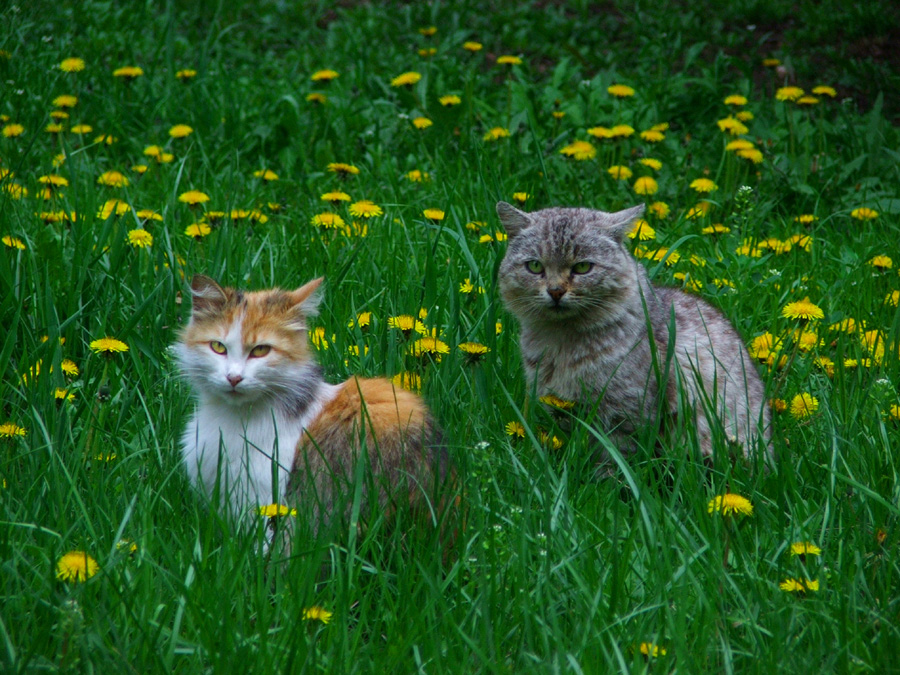 street cats