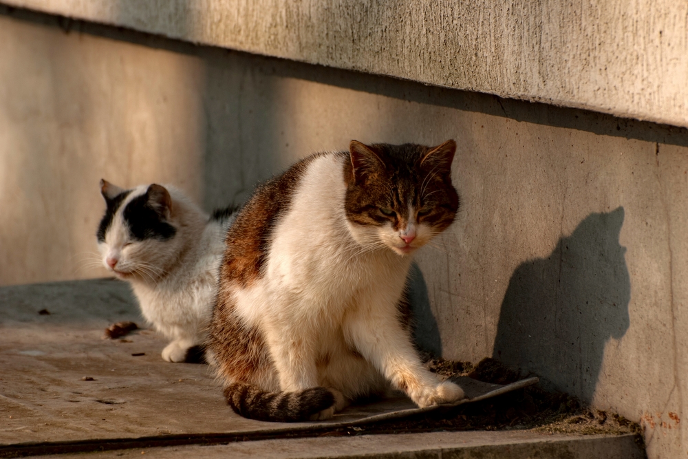 Street Couple