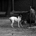 Street Dog