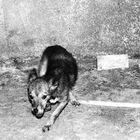 street dog, Komrat