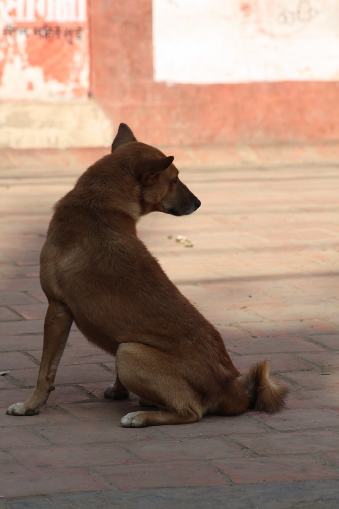 Street Dogs Kathmandu Nepal