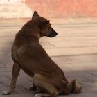 Street Dogs Kathmandu Nepal