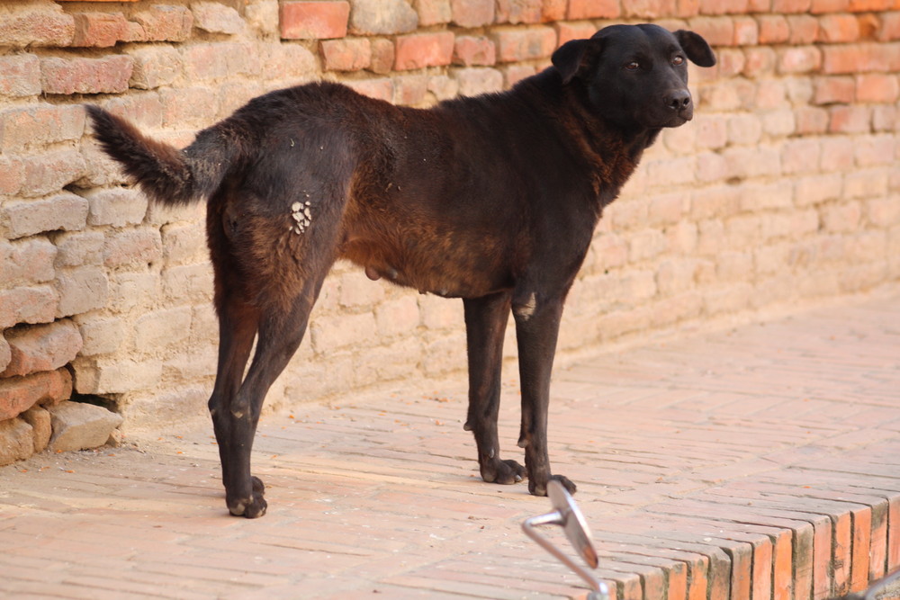 Street Dogs Kathmandu Nepal 4