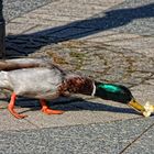 street duck