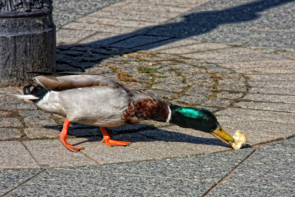 street duck