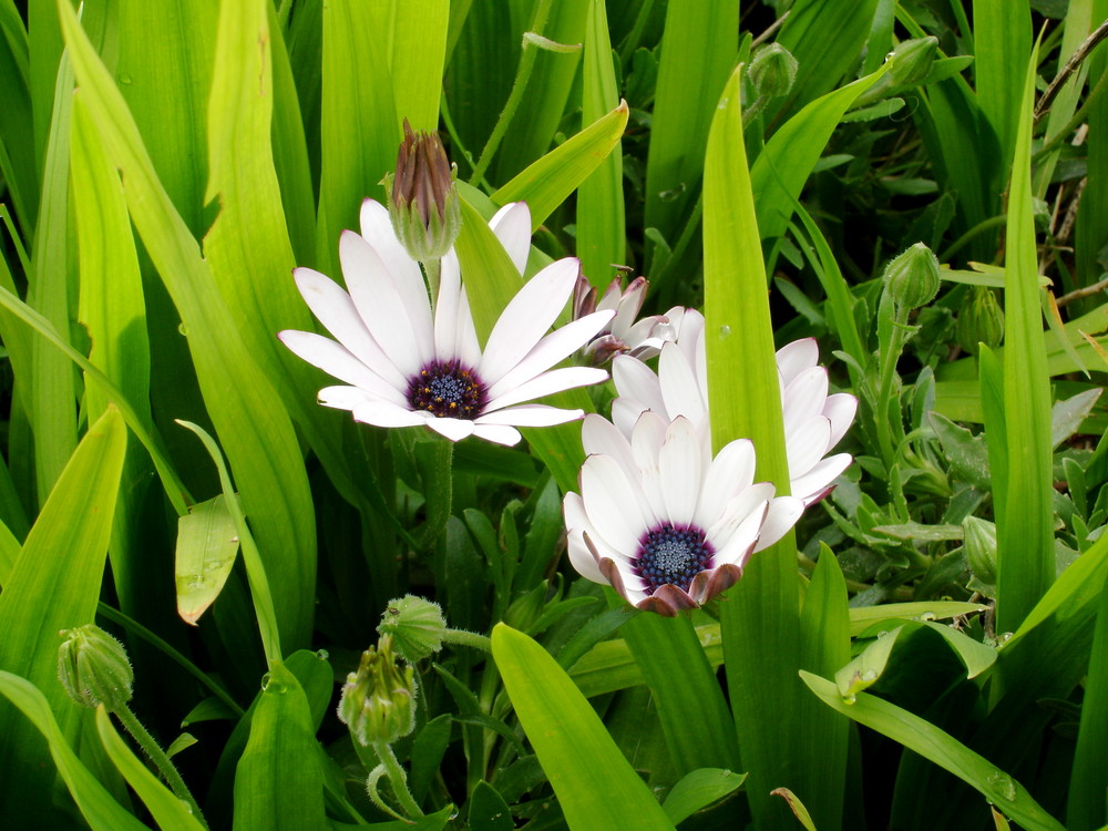 Street flower