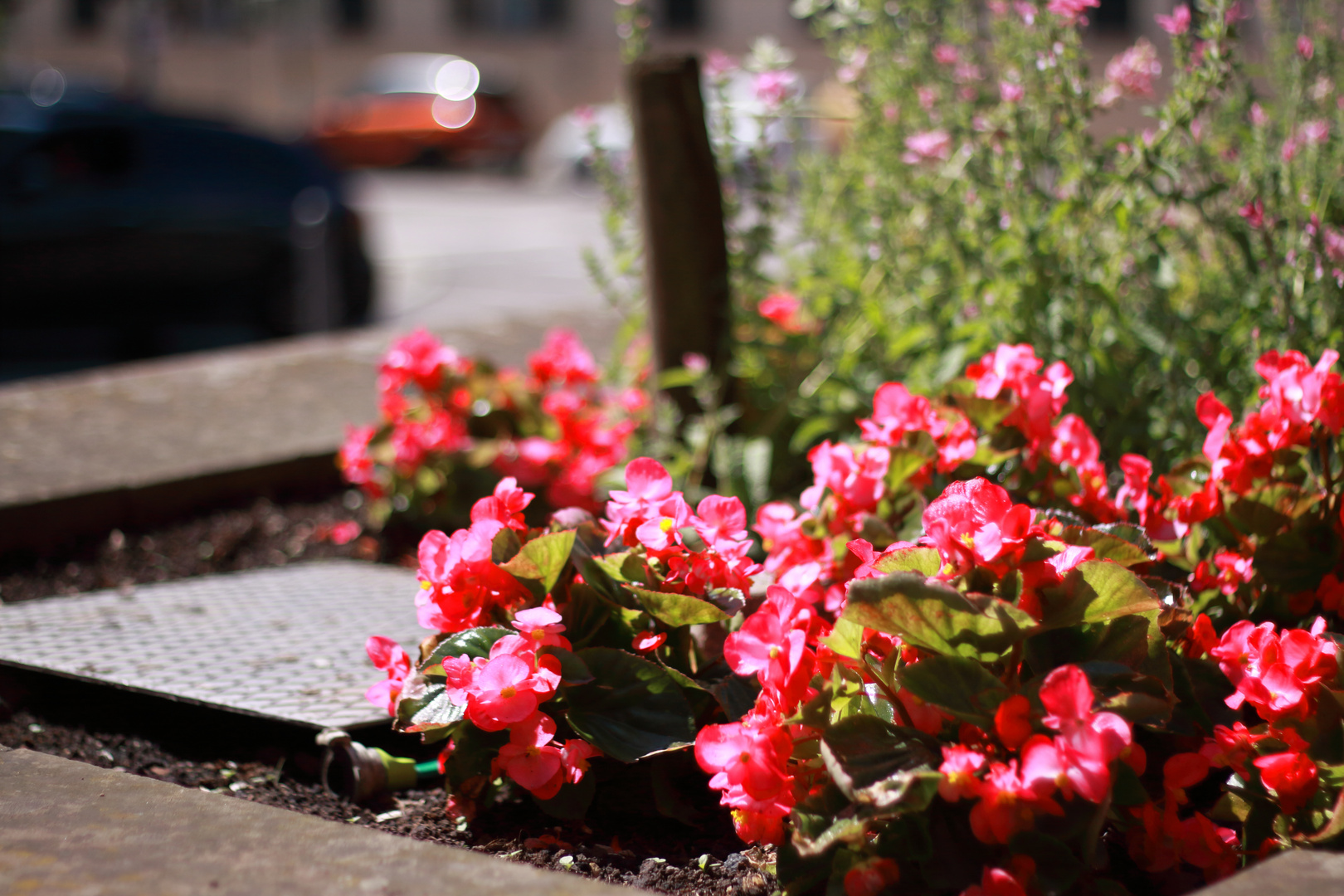 Street Flowers