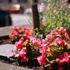 Street Flowers