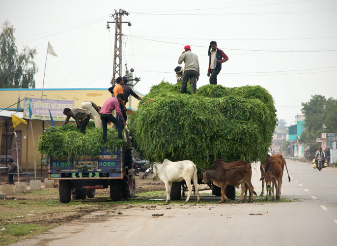 "street food"